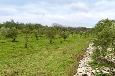 Poljoprivredno zemljište sa 140 maslina, maslinik, Istra, Hrvatska 7