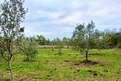 Сельскохозяйственная земля с 140 оливковыми деревьями, оливковая роща, Истрия, Хорватия