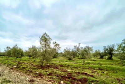 Poljoprivredno zemljište sa 140 maslina, maslinik, Istra, Hrvatska 2
