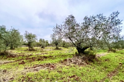 Poljoprivredno zemljište sa 140 maslina, maslinik, Istra, Hrvatska 6