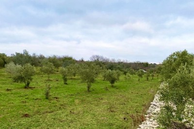 Poljoprivredno zemljište sa 140 maslina, maslinik, Istra, Hrvatska 5